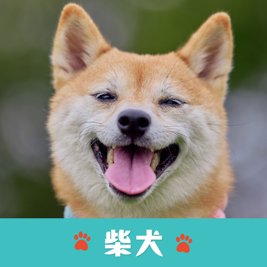 【掲載無料】2025年度:『犬種別うちのコ写真集』参加枠(第1弾)