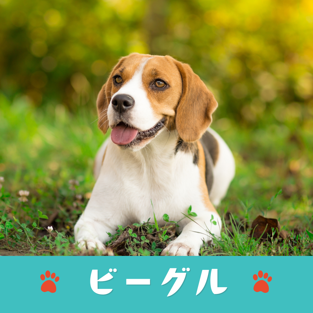 【掲載無料】2025年度:『犬種別うちのコ写真集』参加枠（第1弾）