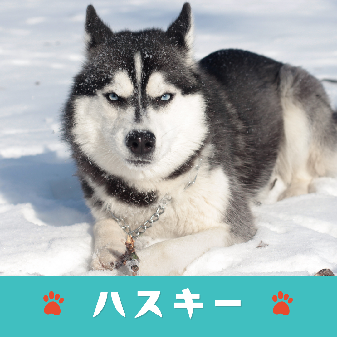 【掲載無料】2025年度:『犬種別うちのコ写真集』参加枠（第1弾）